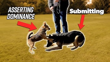 This is What Dominant Dog Body Language Looks Like..