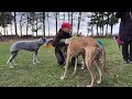 260314 galgos auslauf kösching video