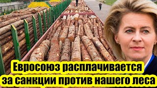 Евросоюз расплачивается за санкции против нашего леса: ВТО должна вмешаться и наказать Россию