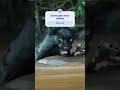 Quien gana #AmazonRiver#AmazonRainforest#AmazonWildlife#GiantOtters#JaguarVsOtters