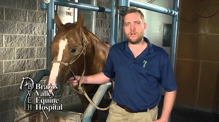 Gastric Ulcers in Horses