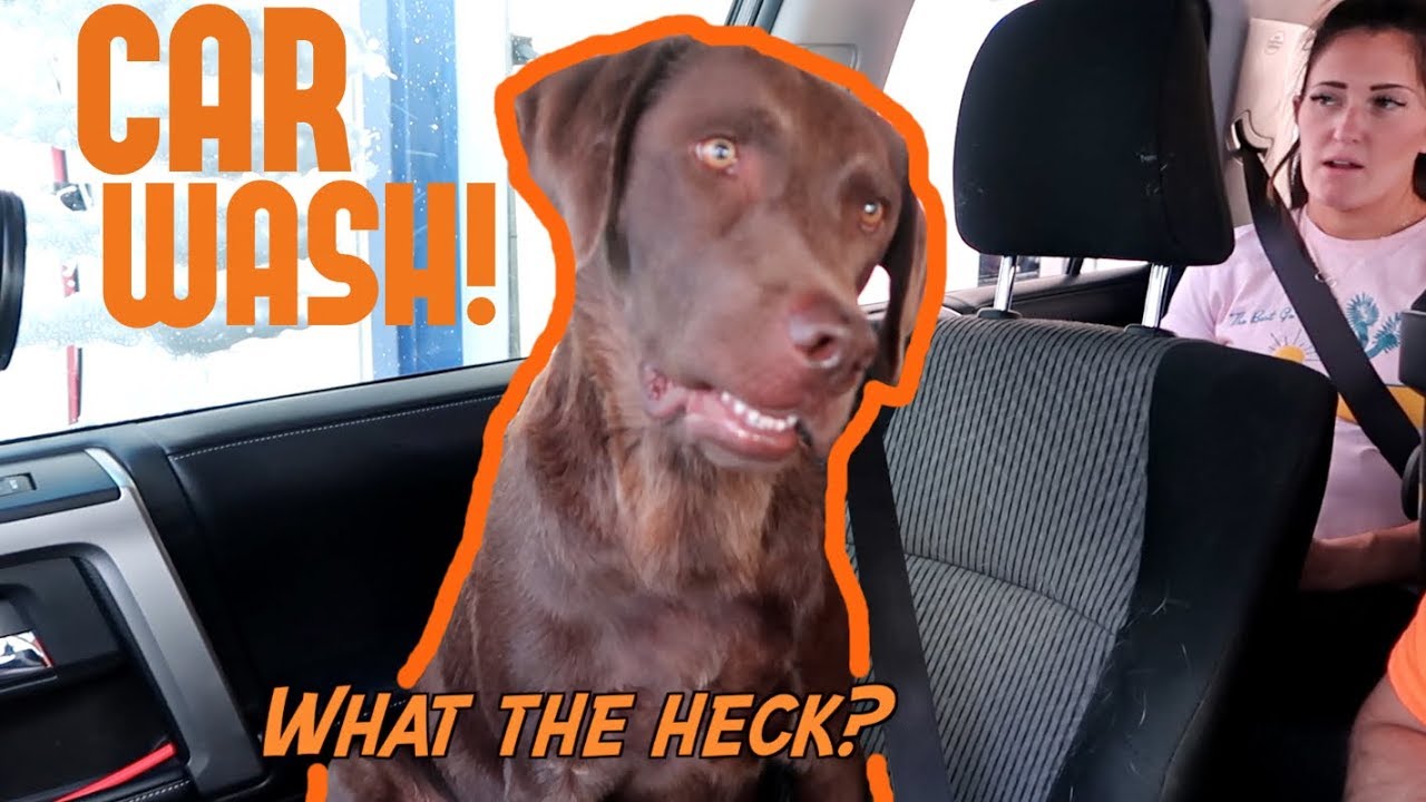 My Dogs React To Car Wash