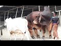 Biggest cow in bangladesh 2020 I  Big cow in dhaka 2020
