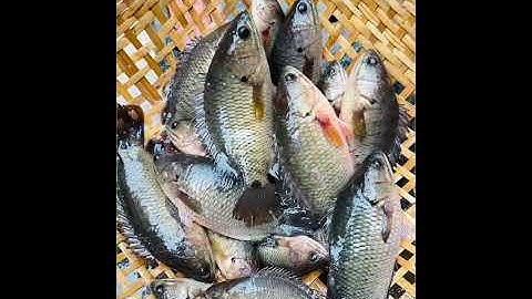 Sến Ca - Cá Rô Đồng Kho Tiêu