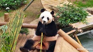 Details Panda in Everland korea Update