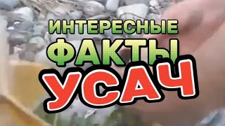 5 интересных фактов про усача-мирона