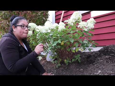 Vídeo: Transplanting Hydrangea: quan i com trasplantar arbustos d'hortensia
