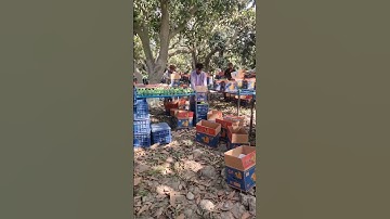 Export Quality Chaunsa Mango Plucking