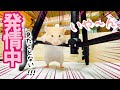 こんなの見たことない!!超発情したハムスター♀のロードシス　おもしろ可愛い動物