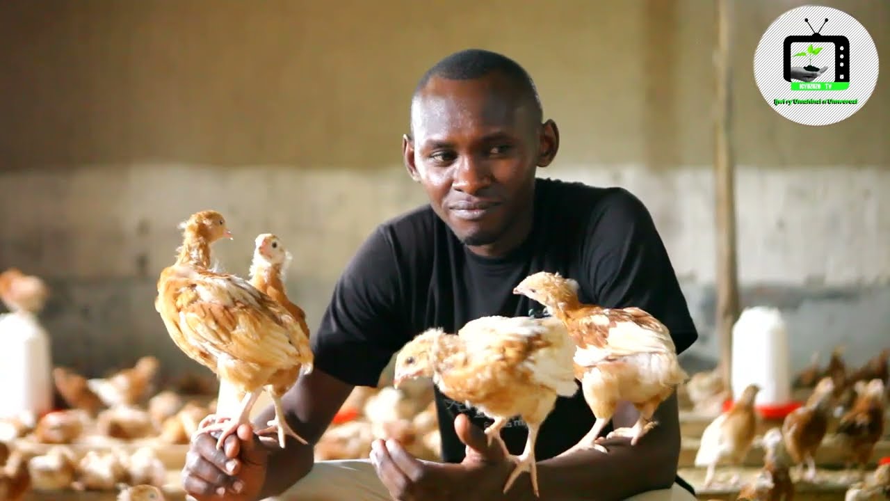 BUGESERA :  UWIZEYE  yiteje imbere binyuze mubworozi bw' inkoko za kijyambere abifashijwemo na UNDP.