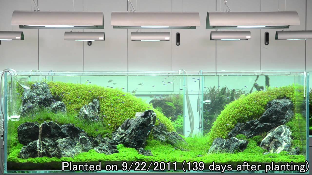 ADA view 117】 NAギャラリー水槽の経時変化 