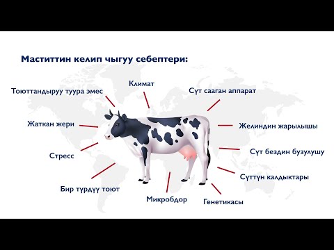 Уй сүтү боюнча кеңештер: гигиена, оорулар, туура сааш жолдору