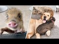 Dog raises wild boar separated from mom