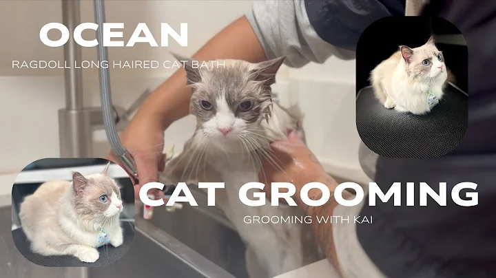 Video 11889971: long hair cat, cat hair grooming, bath