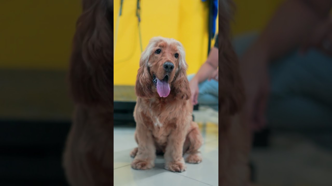 Get your Pets groomed by Professional!