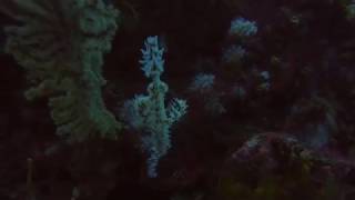 Seeing a Ghost (Pipefish)