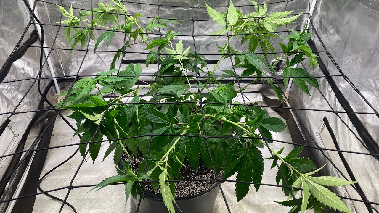 Indoor grow: California Octane gets trellis net