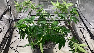 Indoor grow: California Octane gets trellis net