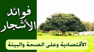 فوائد الاشجار الاقتصادية وعلى الصحة والبيئة