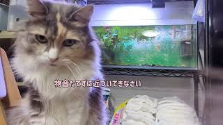 水槽と猫【長毛猫日記】 by ひまはなの日常【himahanalife】 150 views 7 months ago 3 minutes, 11 seconds