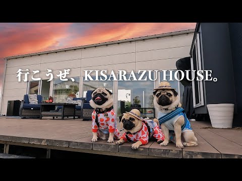 パグトリオで最高の思い出づくり〜KISARAZU HOUSE〜【パグPug】