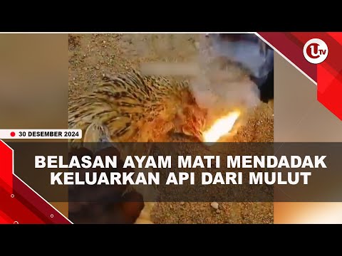 HEBOH, BELASAN AYAM MATI MENDADAK  | U-NEWS
