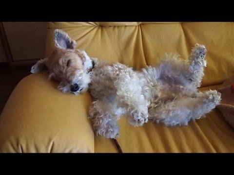 تصویری: نحوه خرید توله سگ Wire Fox Terrier