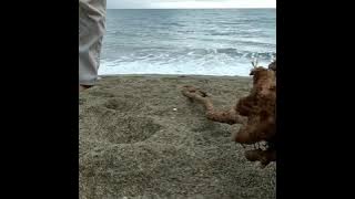 Cover ( Sampai Menutup Mata-Acha) Cover by Tri Suaka & Nabila Suaka