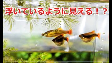 アカヒレ虫かごで繁殖できる Mp3