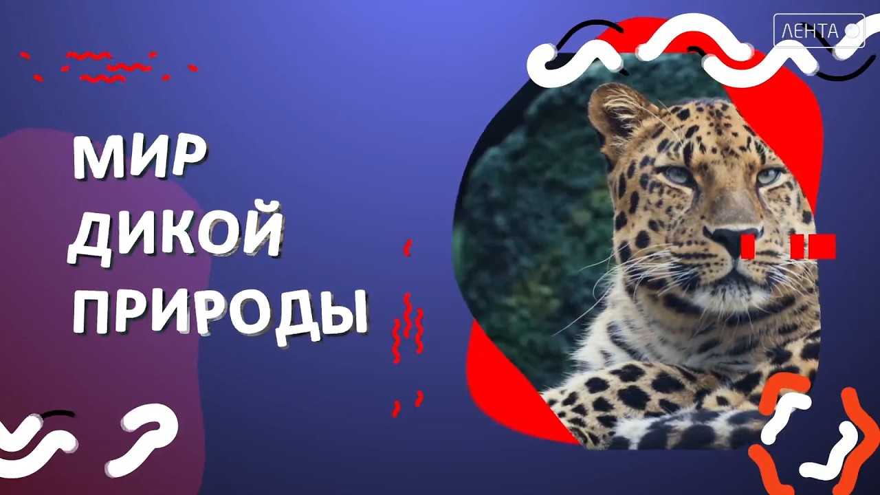 Мир дикой природы. Тигр «сменил гражданство» после шалости на «Земле леопарда»