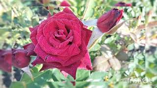 картинка: #Топ#Троянди#Раджу#🌹👑 Квітування#осінь#2023р🤘🌹❤️