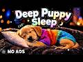 12 Hours of Dog Healing Music 🐾🌹 Anxiety Support 💖 Deep Sleep 🎵 No Ads