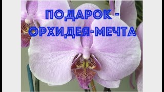 ОРХИДЕЯ-мечта  -  получила подарок!