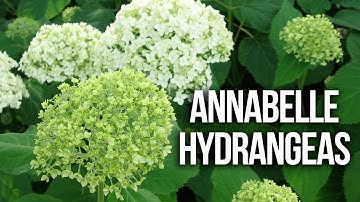 ANNABELLE HYDRANGEAS