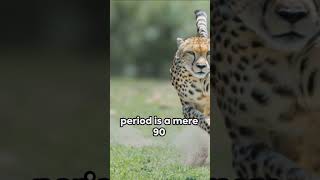 Incredible Insights Exploring The Fascinating World Of Cheetahs