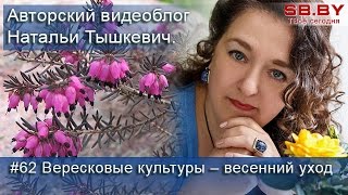 #62 Вересковые культуры – весенний уход #62 Вересковые культуры – весенний уход