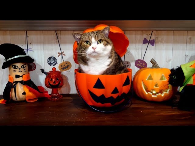 ハロウィンの夜のねこ。-Maru&Hana at night on Halloween.-