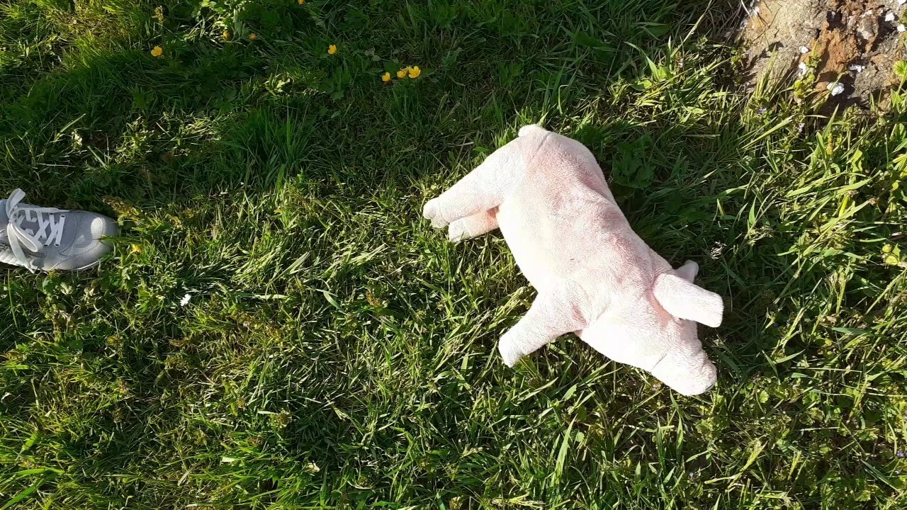 Knorrig se penje na drvo