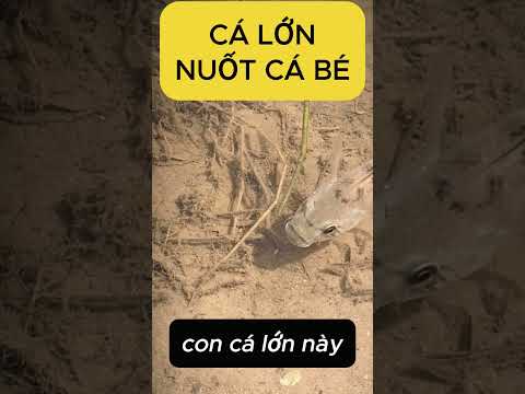 Cá lớn nuốt