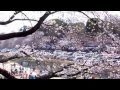 桜道