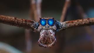 Ogre Faced Spider under UV lighting