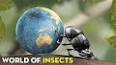 The Fascinating World of Insects ile ilgili video