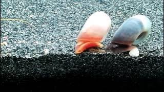 Schnecken-Action :-) Melanoides tuberculata & Planorbella duryi