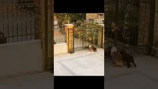 dog funny fight 😂😂