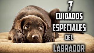 Cuidados para un Labrador Retriever  Top 7 Cuidados Especiales para un Labrador Retriever