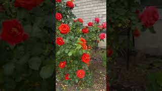 Orange rose blooming. #garden #flowergarden #flowers #rose #roses #beautiful #beauty #orangeroses