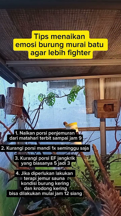 tips'menaikan burung murai batu ,agar lebih fighter !! #muraibatugacor  #muraibatuindonesia