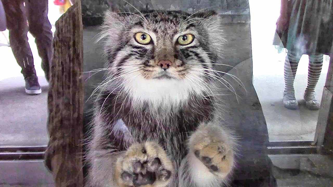 ロータス 車 かりかりマヌルネコ「ロータス」（埼玉県こども動物自然公園）Pallas's cat