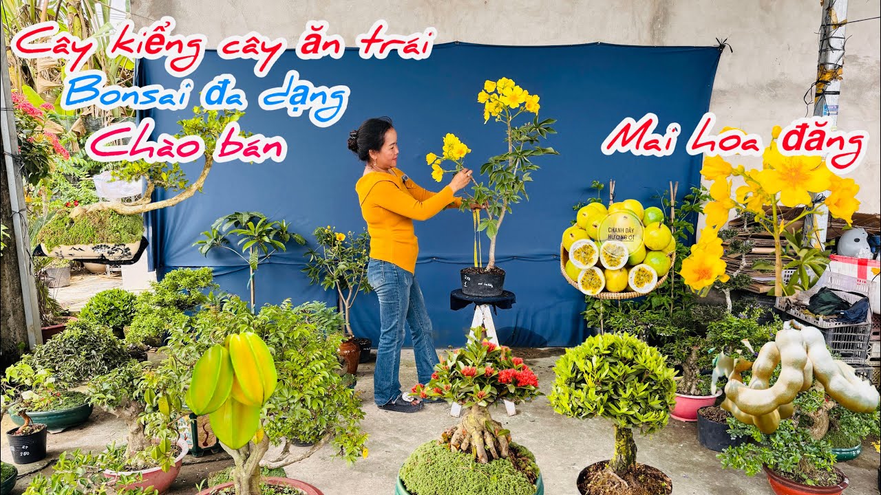 Cây kiểng cây ăn trái bonsai đa dạng dáng đẹp chào bán..07/03😘📲 0334.270.232.Bích-Nhung