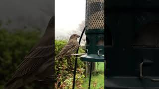 Backyard Birds’ Daily Feast 😍🐤 #backyardbirds